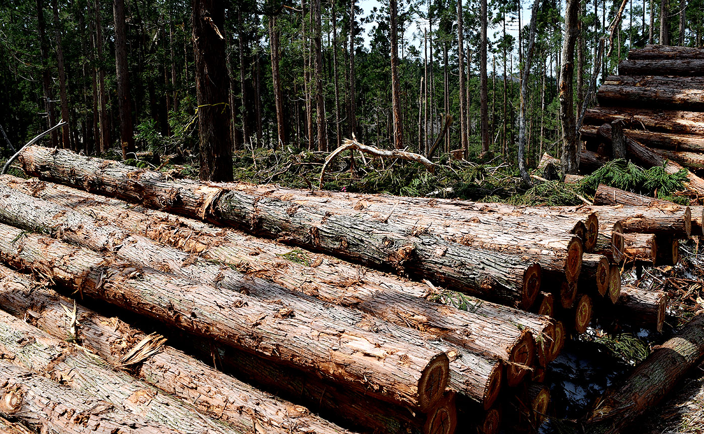 大屋根リングの木材は国産7割